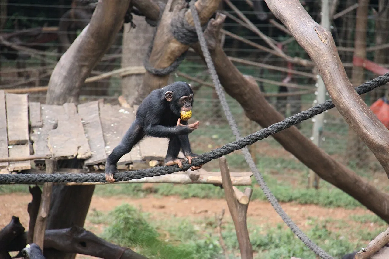 Tacugama Chimpanzee Sanctuary